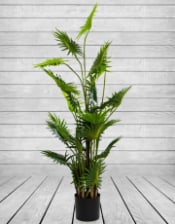 Ornamental Fan Palm Tree in Black Pot