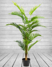 Ornamental Fern Tree in Black Pot