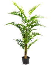 Ornamental Fern Tree in Black Pot