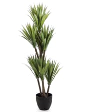 Large Ornamental Yucca Tree in Black Pot