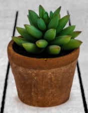 Ornamental Succulent in Terracotta Pot (to be bought in qtys of 6)