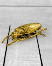 Large Gold Beetle Wall Decor (to be bought in qtys of 2)