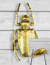 Large Gold Beetle Wall Hanging (to be bought in qtys of 2)