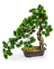 Ornamental Large Bonsai Tree in Iron Style Pot