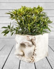 Large Rustic Stone Effect Classical Face Planter
