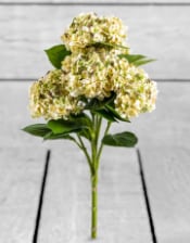 Ornamental Green Hydrangea 5 Flower Stem (to be bought in qtys of 6)