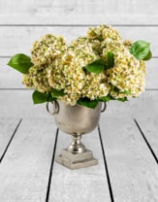 Ornamental Green Hydrangea 5 Flower Stem (to be bought in qtys of 6)