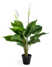 Ornamental Potted Peace Lily Plant (to be bought in qtys of 8)