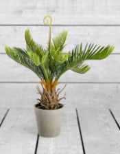 Ornamental Potted Cycad Plant (to be bought in qtys of 6)