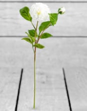 Single White Dahlia Stem (to be bought in qtys of 24)