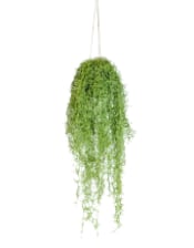 Ornamental Hanging Airplant Vine Arrangement (to be bought in qtys of 6)