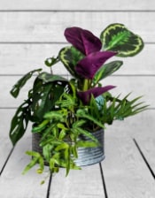 Ornamental Tropical Plant Arrangement in Tin Pot (to be bought in qtys of 4)