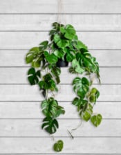 Ornamental Hanging Monstera Vine in Black Pot (to be bought in qtys of 6)