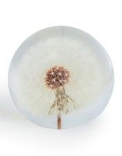 Large Round Acrylic Glass Real Dandelion Paperweight with Gift Box