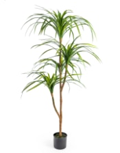 Large Ornamental Marginata Tree