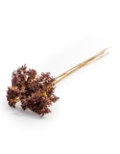 5 Stem Bunch of Cow Parsley - Burgundy (to be bought in qtys of 12)