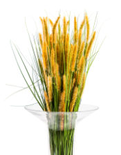 Single Setaria Grass Stem (to be bought in qtys of 24)