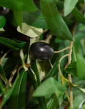 Single Olive Branch Stem (to be bought in qtys of 24)