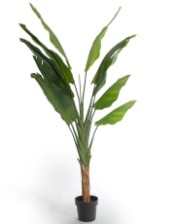 Extra Large Ornamental Strelitzia Tree