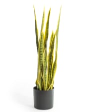 Large Ornamental Potted Snake Plant / "Sansevieria"