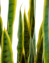 Large Ornamental Potted Snake Plant / "Sansevieria"