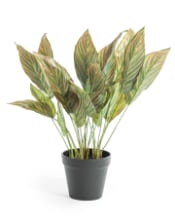 Ornamental Potted Pink Leaf Calathea Plant (to be bought in qtys of 6)