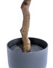 Large Ornamental Potted Orange Tree