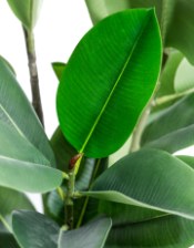 Tall Potted Rubber Plant
