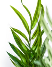 Extra Large Bamboo Tree