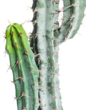 Classic Cactus Plant in Black Pot