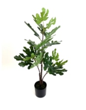 Ornamental Potted Fig Tree (to be bought in qtys of 4)