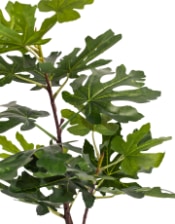 Ornamental Potted Fig Tree (to be bought in qtys of 4)