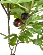 Large Ornamental Potted Fig Tree