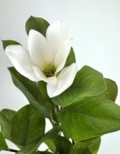 Ornamental Potted Magnolia Tree