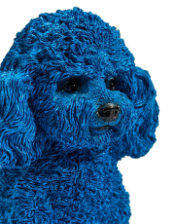 Electric Blue Poodle Ornament