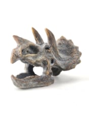 Triceratops Skull Table Decor