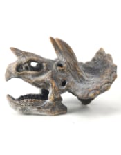 Triceratops Skull Table Decor