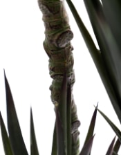 Extra Large Triple Stem Sisal Tree
