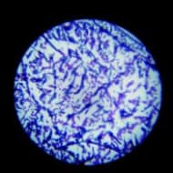 Rosco 56204 B size Glass Gobo 6204/G Feather Blue