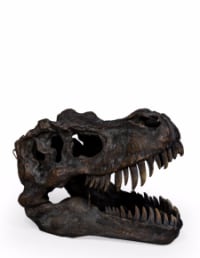 Extra Large T-Rex Skull Wall Head