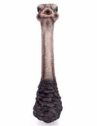 Ostrich Head Wall Figure