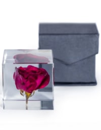 Square Acrylic Glass Real Rose Paperweight with Gift Box