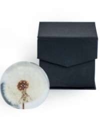 Large Round Acrylic Glass Real Dandelion Paperweight with Gift Box