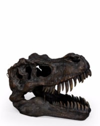 Extra Large T-Rex Skull Wall Head