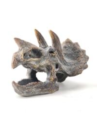 Triceratops Skull Table Decor