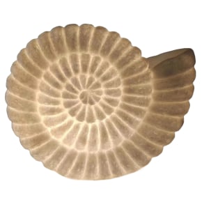 Ammonite Shell Lamp 