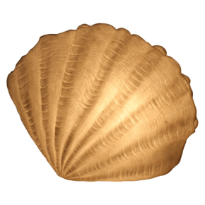 Scallop Shell Lamp