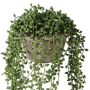 Coach House String of Pearl in Cement Pot