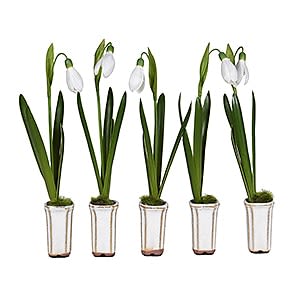 Set of 5 Snowdrops In Ceramic Pot