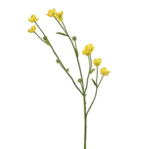 Meadow Buttercup Spray